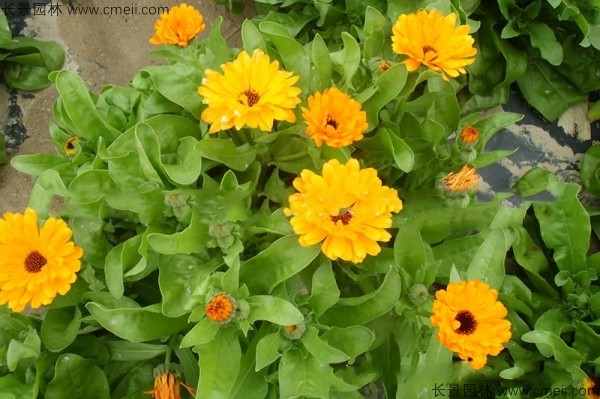 黃金菊<a href='http://njszjj.com/' target='_blank'>種子</a>發(fā)芽出苗開花圖片