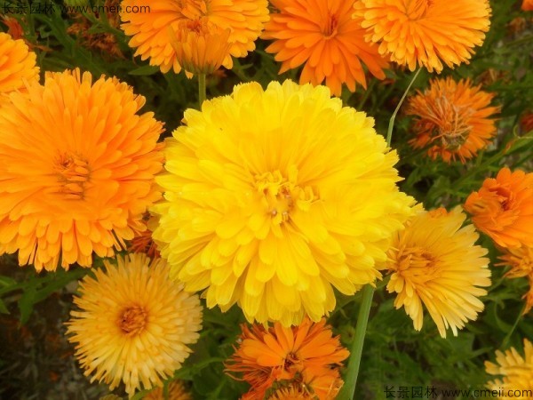 <a href='http://njszjj.com/caohuazhongzi/1070.html' target='_blank'>黃金菊</a><a href='http://njszjj.com/' target='_blank'>種子</a>發(fā)芽出苗開花圖片