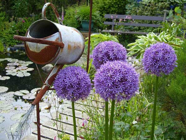 <a href='http://njszjj.com/caohuazhongzi/1039.html' target='_blank'>大花蔥種子</a>發(fā)芽出苗開花圖片