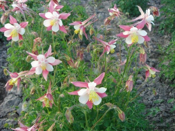 <a href='http://njszjj.com/caohuazhongzi/1036.html' target='_blank'>大花耬斗菜種子</a>發(fā)芽出苗開花圖片