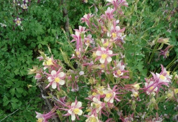 大花<a href='http://njszjj.com/caohuazhongzi/1586.html' target='_blank'>耬斗菜種子</a>發(fā)芽出苗開花圖片