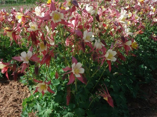 <a href='http://njszjj.com/caohuazhongzi/1036.html' target='_blank'>大花耬斗菜</a>種子發(fā)芽出苗開花圖片