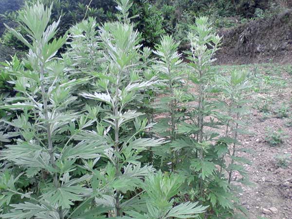 艾草<a href='http://njszjj.com/' target='_blank'>種子</a>發(fā)芽出苗圖片
