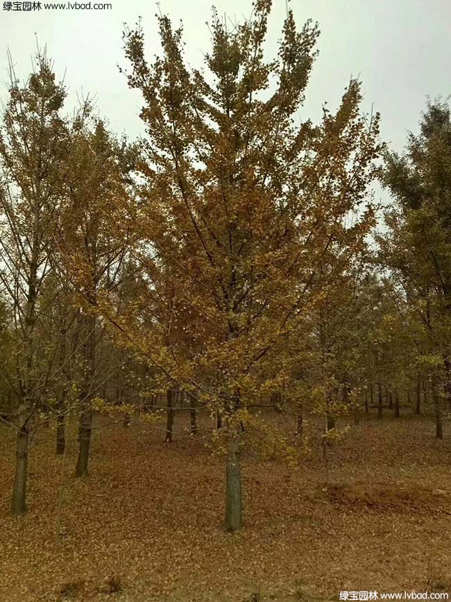 <a href='http://njszjj.com/linmuzhongzi/1778.html' target='_blank'>銀杏</a>樹圖片種植基地