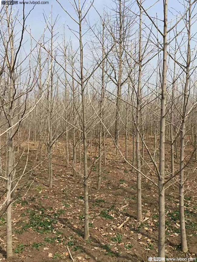 <a href='http://njszjj.com/xingdaoshu/3594.html' target='_blank'>銀杏樹</a>圖片種植基地