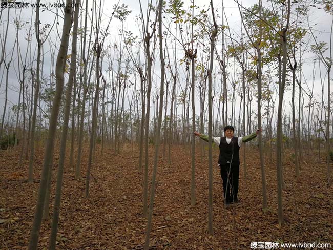 5公分6公分7公分8公分<a href='http://njszjj.com/linmuzhongzi/1710.html' target='_blank'>欒樹</a>種植基地