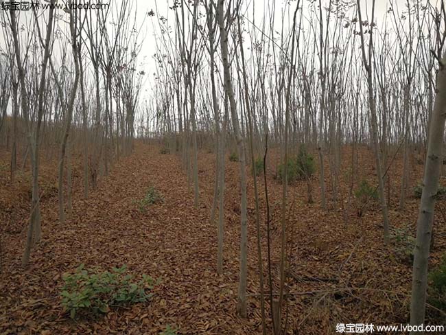 江蘇沭陽<a href='http://njszjj.com/linmuzhongzi/1745.html' target='_blank'>黃山欒樹</a>種植基地