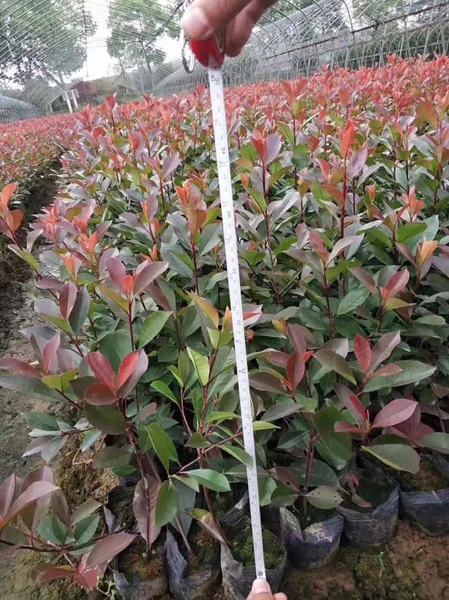 <a href='http://njszjj.com/linmuzhongzi/1747.html' target='_blank'>紅葉石楠</a>苗
