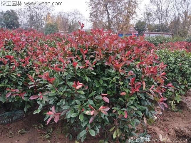 <a href='http://njszjj.com/linmuzhongzi/1747.html' target='_blank'>紅葉石楠</a>球
