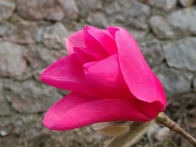 <a href='http://njszjj.com/xingdaoshu/3378.html' target='_blank'>紅玉蘭</a>苗木