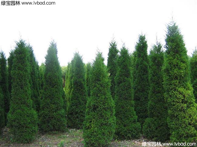 <a href='http://njszjj.com/linmuzhongzi/1767.html' target='_blank'>檜柏</a>