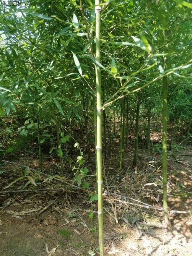 <a href='http://njszjj.com/zhumiaozhuzi/3459.html' target='_blank'>翠竹</a>