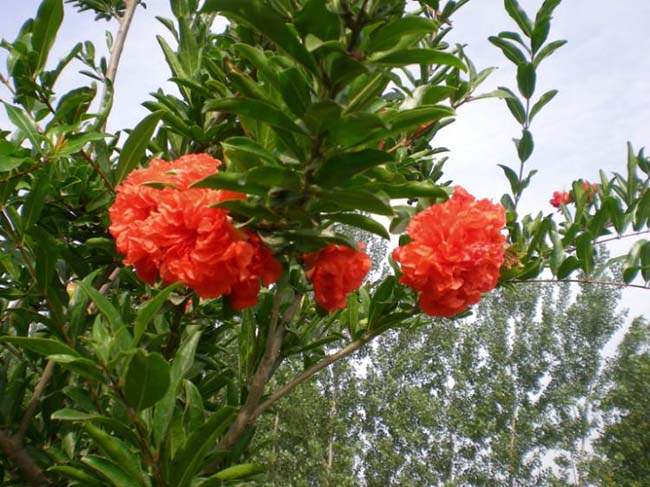 <a href='http://njszjj.com/dibeiguanmu/3601.html' target='_blank'>花石榴</a>