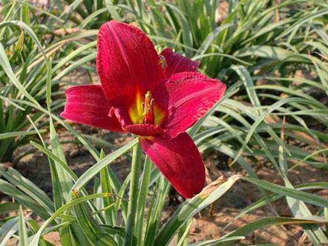 <a href='http://njszjj.com/caobenzhiwu/3408.html' target='_blank'>紅寶石萱草</a>