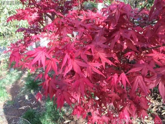 <a href='http://njszjj.com/linmuzhongzi/1726.html' target='_blank'>日本紅楓</a>