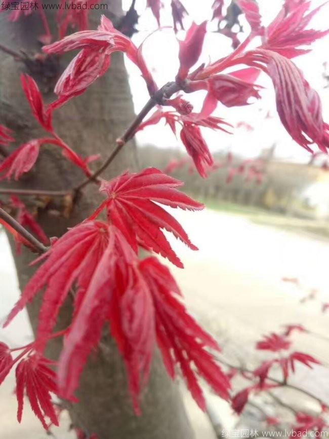 日本<a href='http://njszjj.com/linmuzhongzi/1706.html' target='_blank'>紅楓</a>