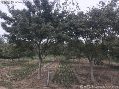 中國(guó)紅楓