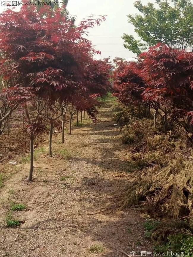 中國(guó)紅楓