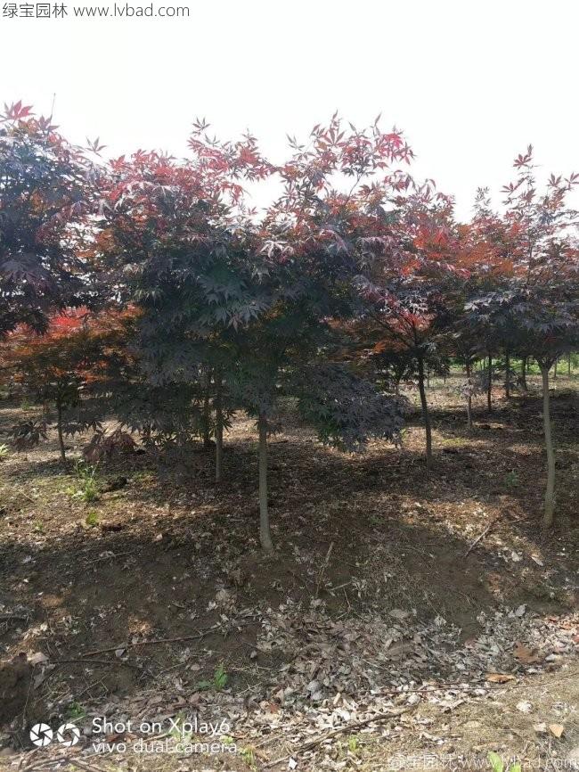 中國(guó)紅楓