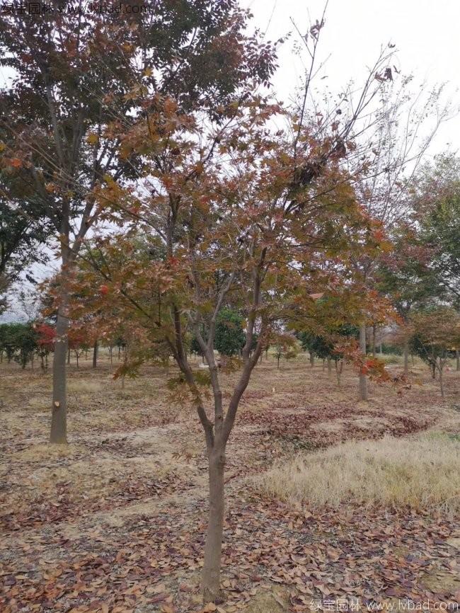 中國(guó)紅楓