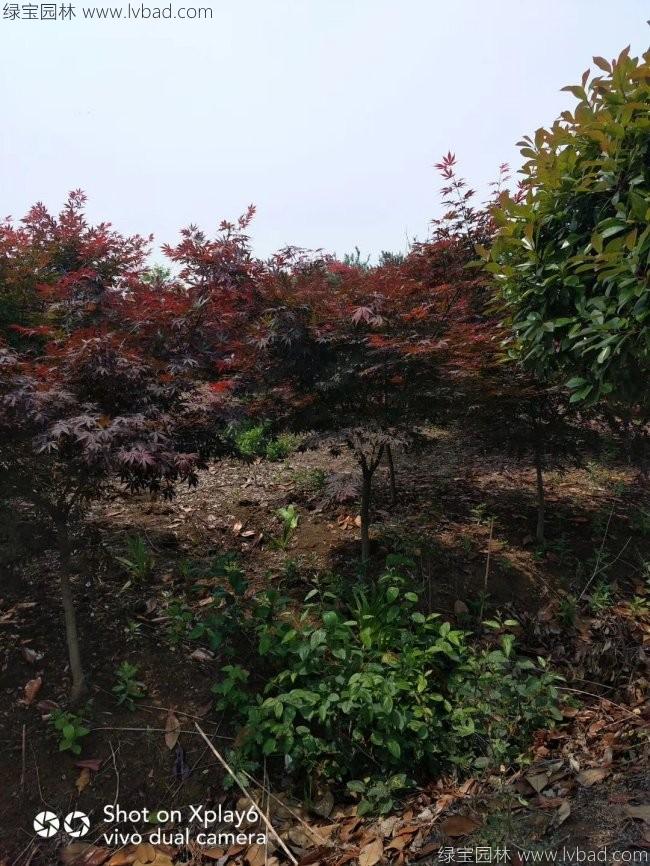 中國(guó)紅楓