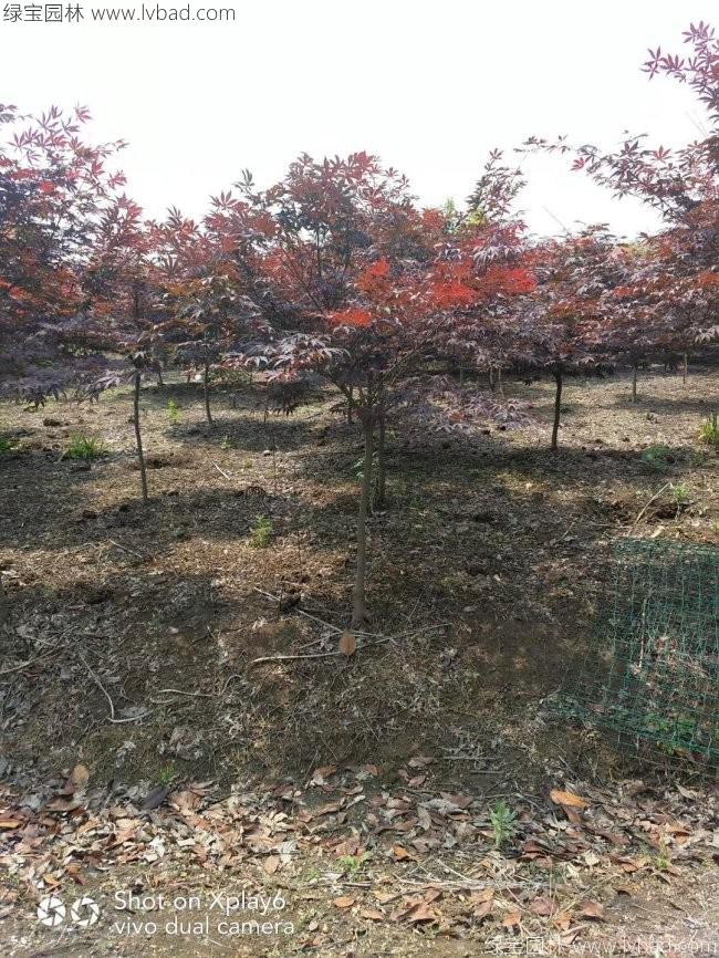 中國(guó)紅楓