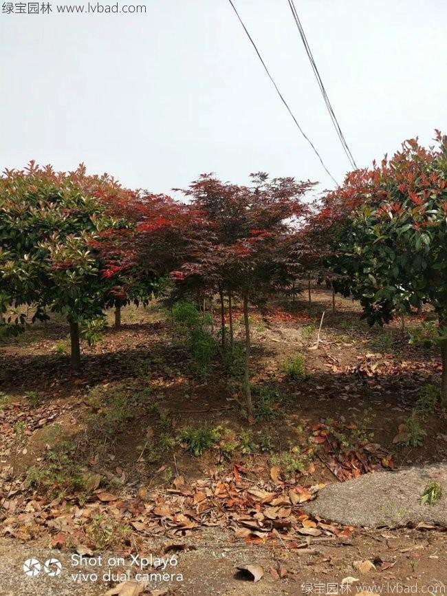 中國(guó)紅楓