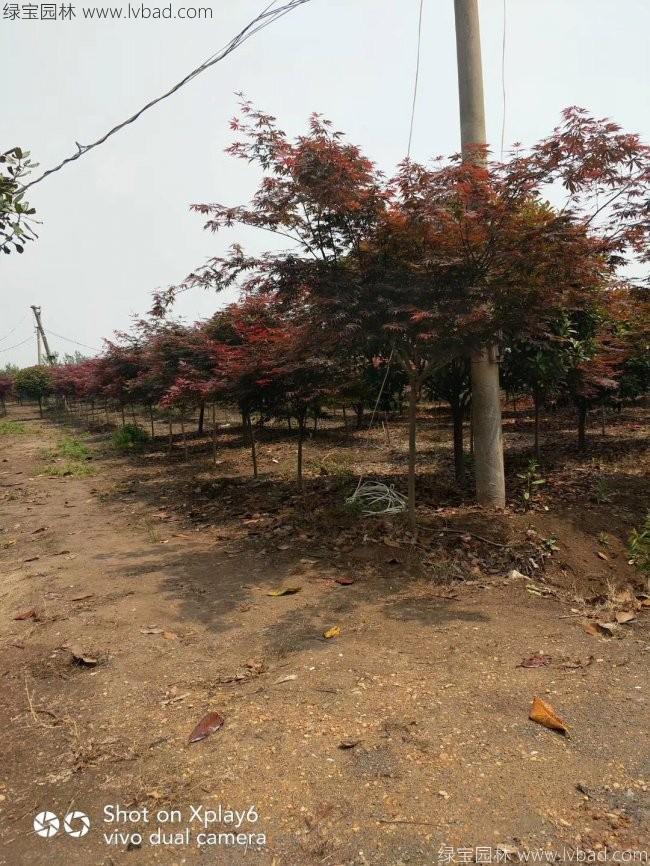 中國(guó)紅楓