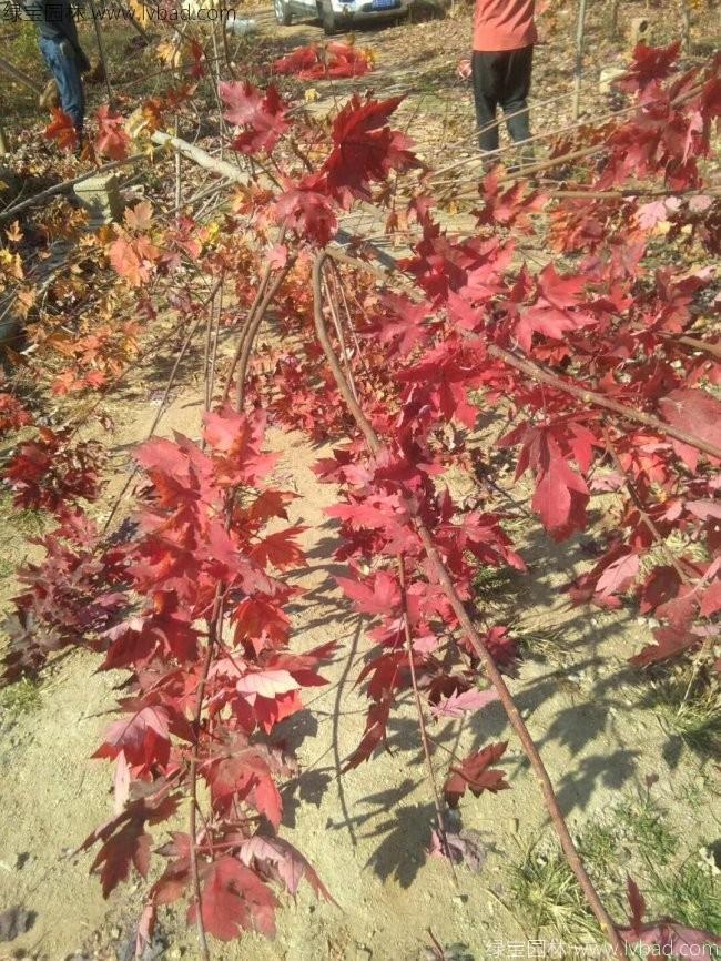 美國<a href='http://njszjj.com/linmuzhongzi/1706.html' target='_blank'>紅楓</a>