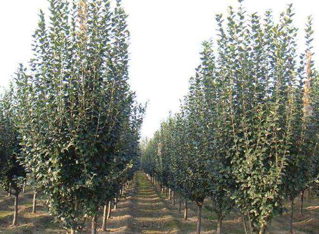 <a href='http://njszjj.com/xiaoqiaomu/3555.html' target='_blank'>西府海棠</a>樹(shù)葉