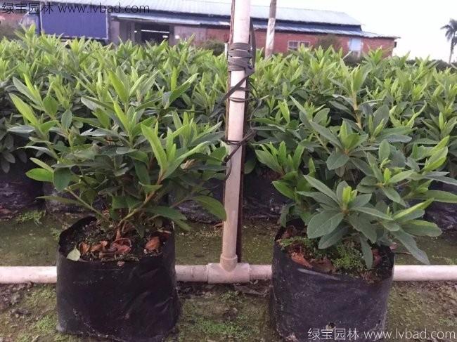 <a href='http://njszjj.com/dibeiguanmu/3523.html' target='_blank'>毛鵑</a>球