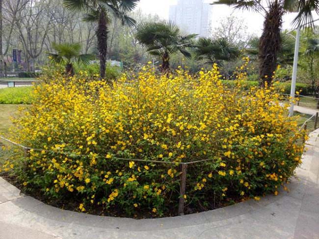 <a href='http://njszjj.com/dibeiguanmu/3431.html' target='_blank'>棣棠</a>球