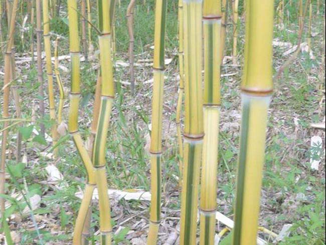 <a href='http://njszjj.com/zhumiaozhuzi/3448.html' target='_blank'>金鑲玉竹</a>