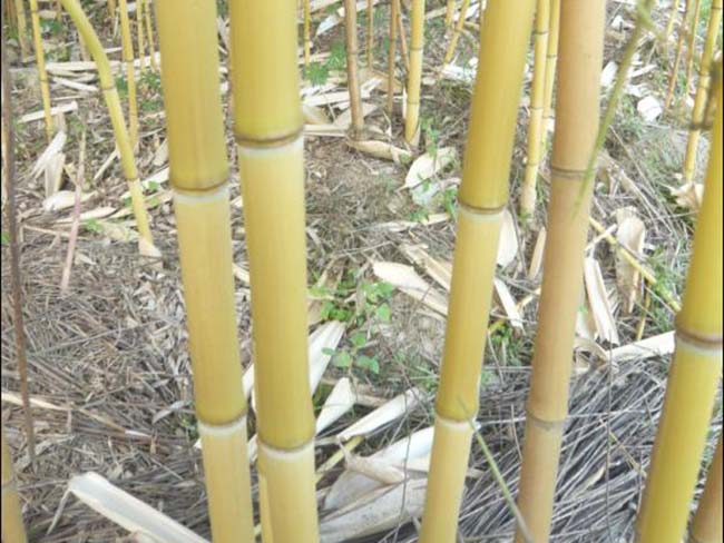 金鑲<a href='http://njszjj.com/linmuzhongzi/2254.html' target='_blank'>玉竹</a>
