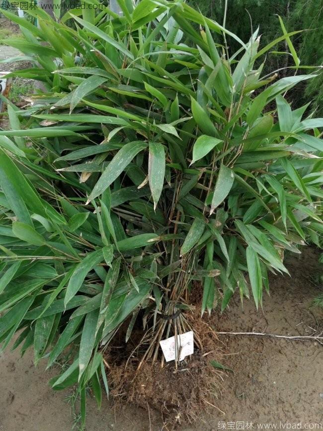 <a href='http://njszjj.com/zhumiaozhuzi/3450.html' target='_blank'>箬竹</a>