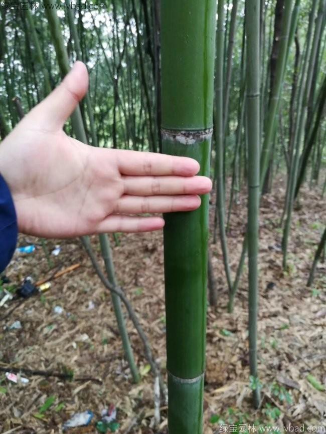 <a href='http://njszjj.com/linmuzhongzi/2256.html' target='_blank'>楠竹</a>