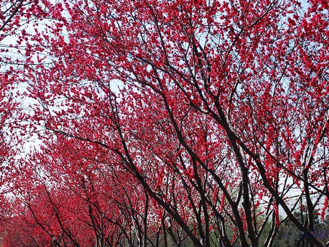 <a href='http://njszjj.com/yaocaizhongzi/2335.html' target='_blank'>紅花</a><a href='http://njszjj.com/xiaoqiaomu/3537.html' target='_blank'>碧桃</a>