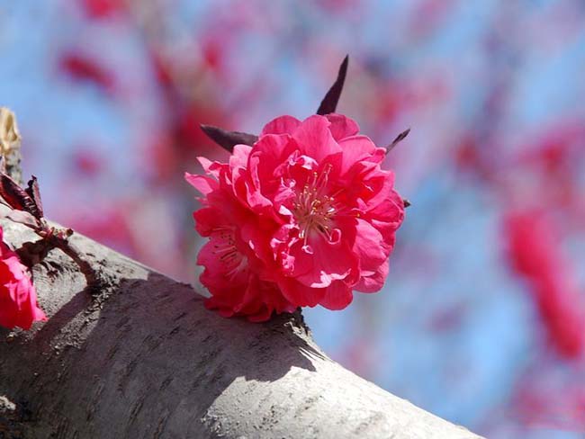 <a href='http://njszjj.com/xiaoqiaomu/3553.html' target='_blank'>紅花碧桃</a>