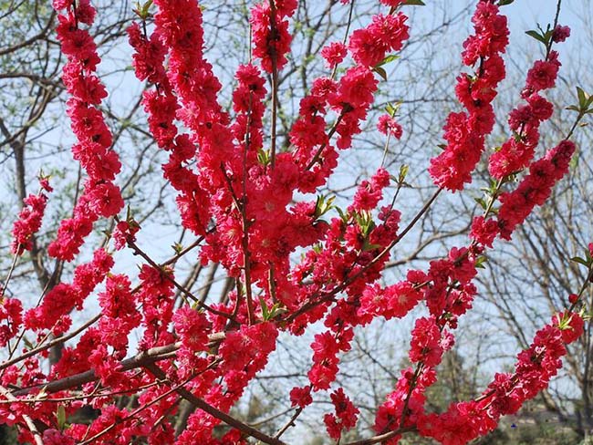 <a href='http://njszjj.com/yaocaizhongzi/2335.html' target='_blank'>紅花</a><a href='http://njszjj.com/xiaoqiaomu/3537.html' target='_blank'>碧桃</a>