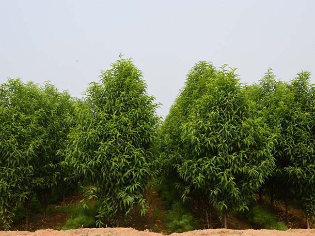 龍柱<a href='http://njszjj.com/xiaoqiaomu/3537.html' target='_blank'>碧桃</a>