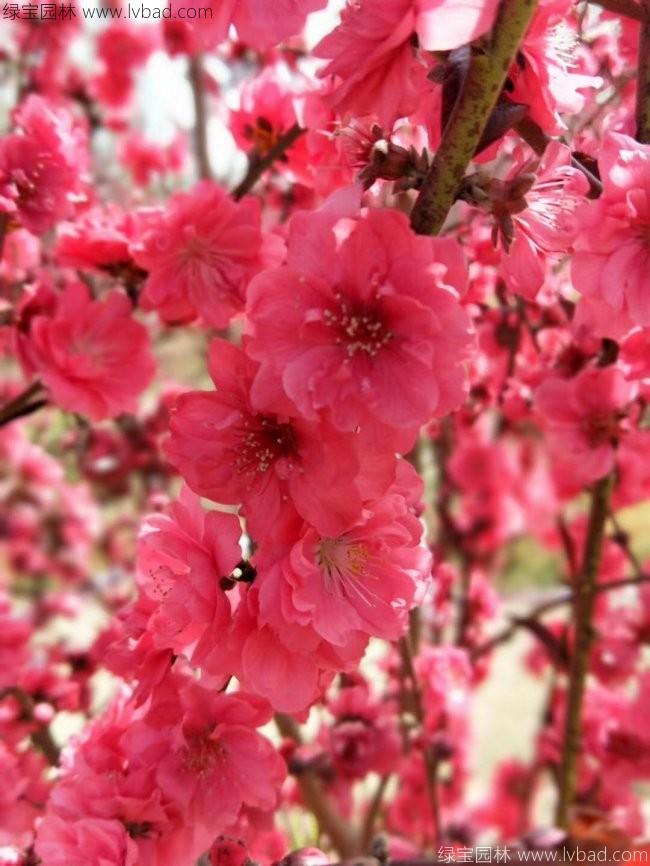 <a href='http://njszjj.com/xiaoqiaomu/3554.html' target='_blank'>龍柱碧桃</a>