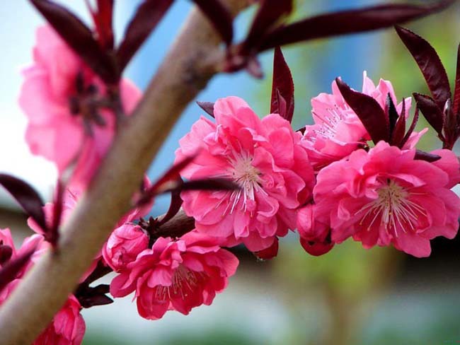 紅葉<a href='http://njszjj.com/xiaoqiaomu/3537.html' target='_blank'>碧桃</a>