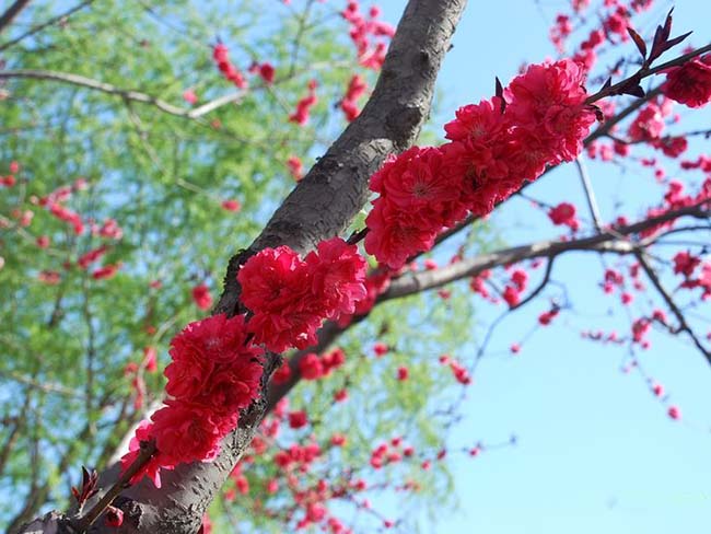 紅葉<a href='http://njszjj.com/xiaoqiaomu/3537.html' target='_blank'>碧桃</a>