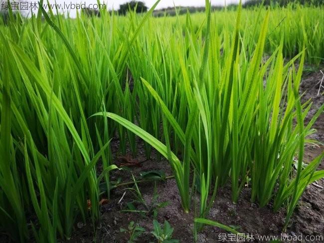 水<a href='http://njszjj.com/caohuazhongzi/1029.html' target='_blank'>菖蒲</a>