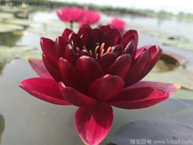 <a href='http://njszjj.com/shuishengshuicao/3439.html' target='_blank'>荷花種苗</a>