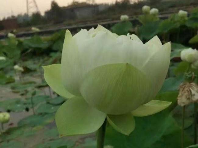 <a href='http://njszjj.com/shuishengshuicao/5941.html' target='_blank'>蓮藕苗</a>