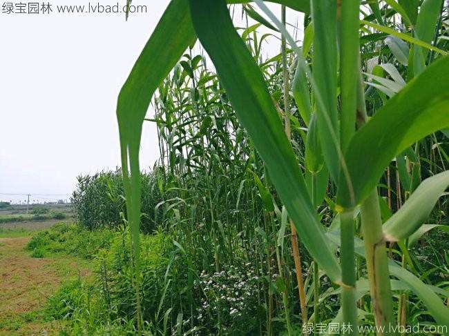 <a href='http://njszjj.com/shuicaozhongzi/1587.html' target='_blank'>蘆葦</a>