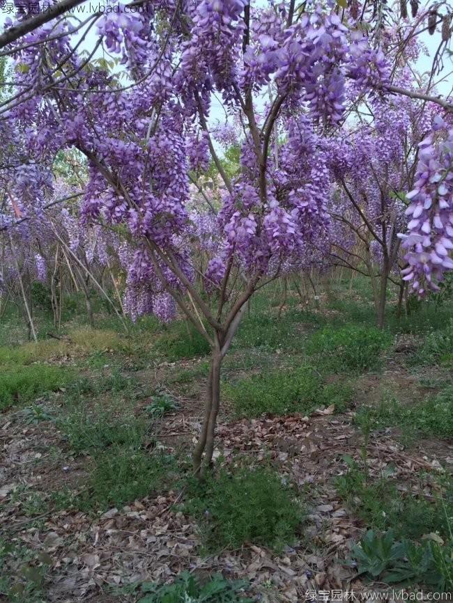 <a href='http://njszjj.com/tengbenpanyuanzhiwu/3418.html' target='_blank'>紫藤花</a>