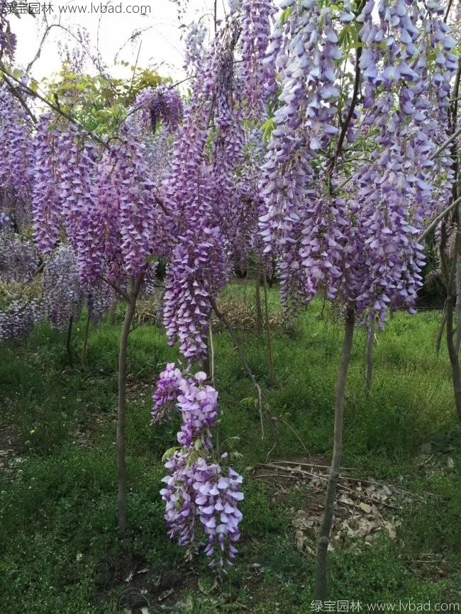 <a href='http://njszjj.com/tengbenpanyuanzhiwu/3418.html' target='_blank'>紫藤花</a>