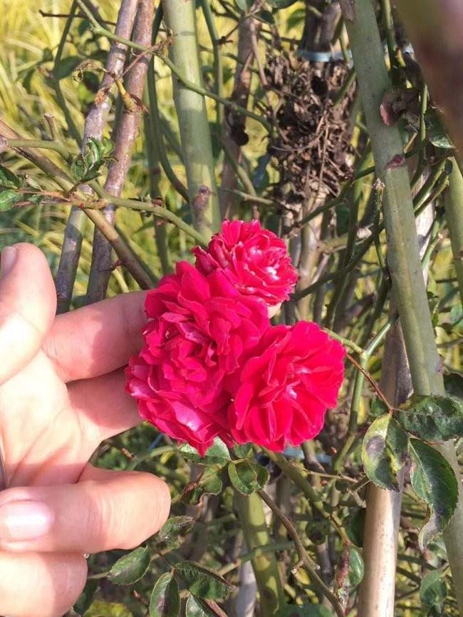 <a href='http://njszjj.com/linmuzhongzi/1702.html' target='_blank'>薔薇</a>花